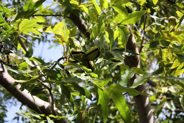 Pecan Shells and Nuts
