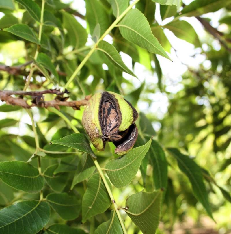 Pecan Harvest